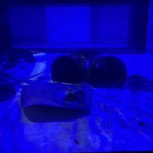 Aquarium - Shark & Ray tank