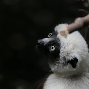 Madagascar! - Coquerel's Sifaka