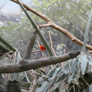 Madagascar! - Red Fody