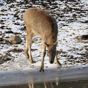 Pere David's Deer