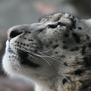Himalayan Highlands - Snow Leopard