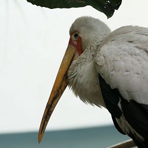 World of Birds - Yellow-billed Stork