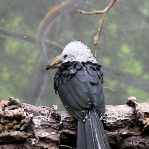 World of Birds - White-crested Hornbill