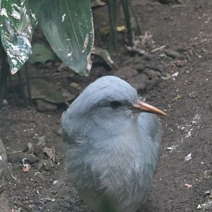 World of Birds - Kagu