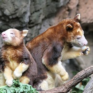 Jungleworld - Matschie's Tree Kangaroo