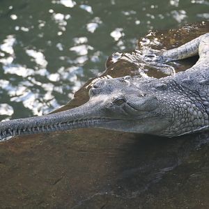 Jungleworld - Gharial
