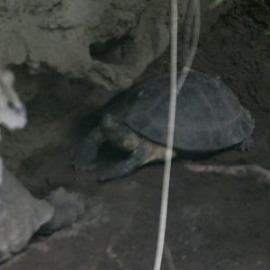 Jungleworld - Unsigned tortoise