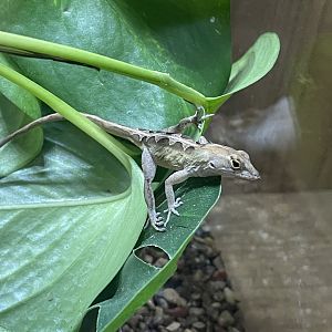 Anole ID?