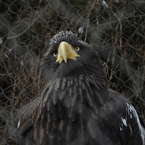 Steller's sea eagle