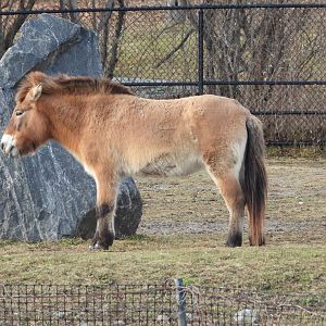 Asian wild (Przewalski's) horse