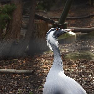 Demoiselle crane