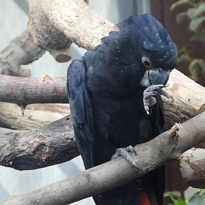 Red-tailed black cockatoo