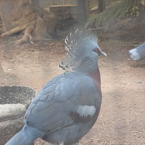 Victoria crowned pigeon