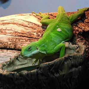 Lau banded iguana