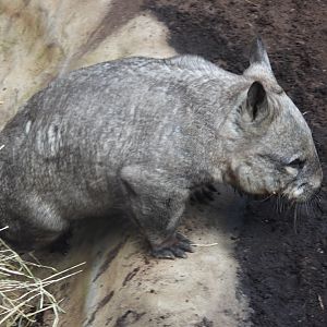 Southern hairy-nosed wombat