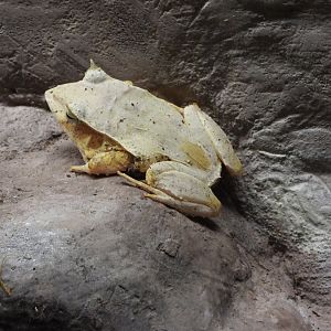 Solomon Island leaf frog