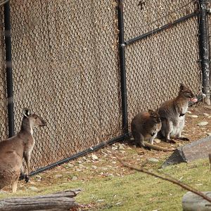 Western grey kangaroo and Bennett's wallabies