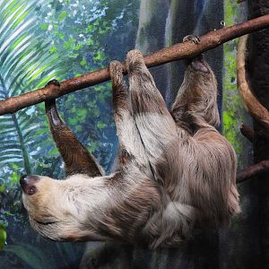 Linneaus's two-toed sloth