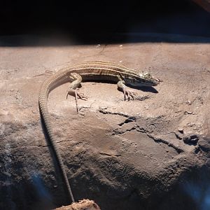Desert grassland whiptail lizard