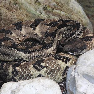 Timber rattlesnake