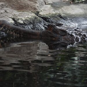False gharial