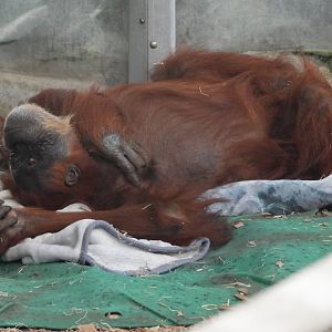 Sumatran orangutan