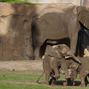 African elephant calfs playing