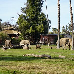 African elephant herd