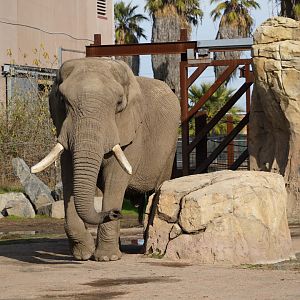 African elephant bull
