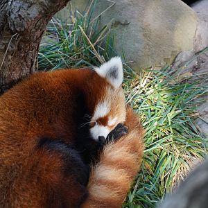 Red panda sleeping