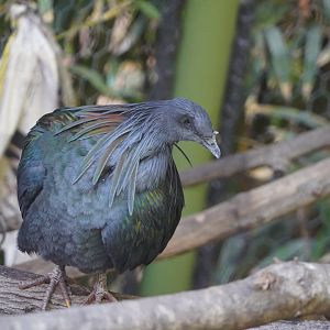 Nicobar pigeon