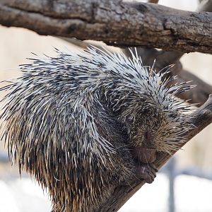 Prehensile-tailed porcupine