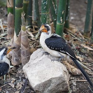 Von der Decken's hornbill