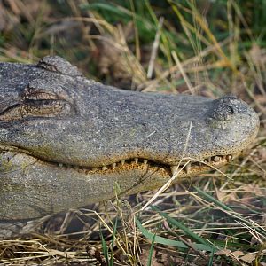 American alligator
