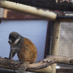 Mongoose lemur