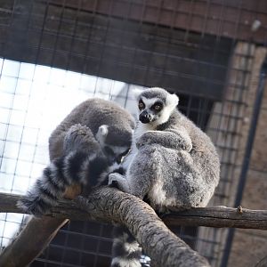 Ring-tailed lemur