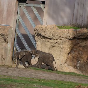 African elephant calfs playing
