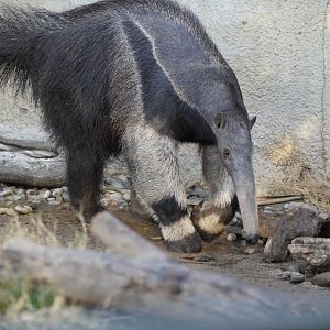 Giant anteater