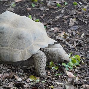 Young Galápagos tortoise eating