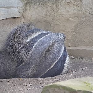 Giant anteater sleeping