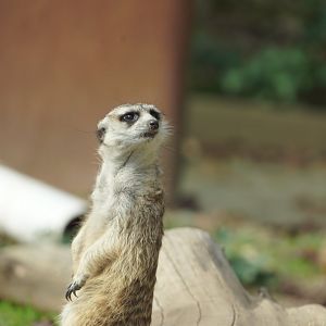 Meerkat