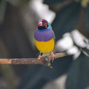 Gouldian Finch