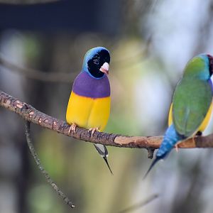 Gouldian Finch