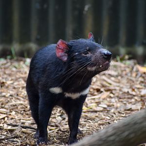 Tasmanian Devil