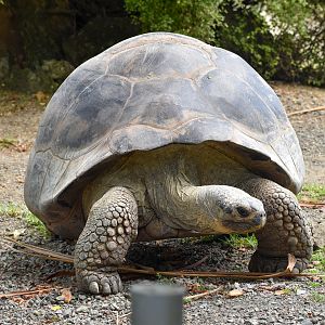 Galapagos Tortoise