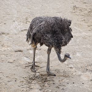 Ostrich