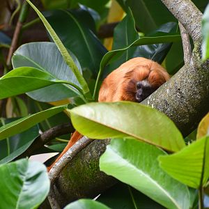 Golden Lion Tamarin