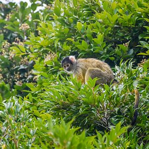 Bolivian Squirrel Monkey