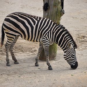 Plains Zebra
