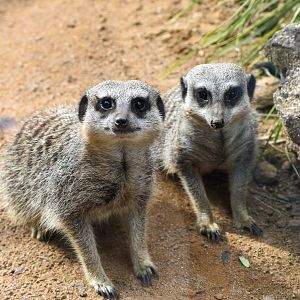 Meerkats